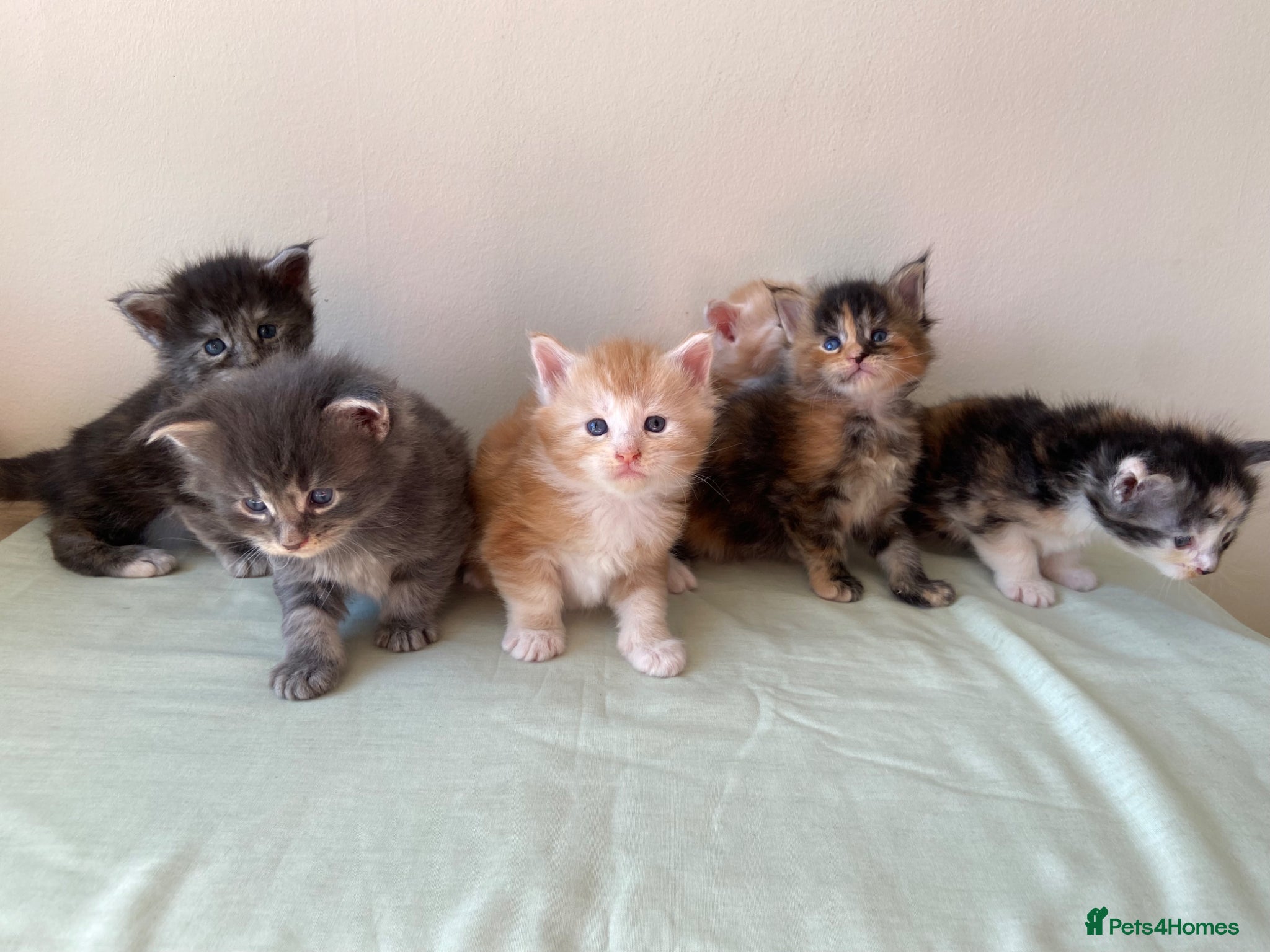 Maine Coon cats GCCF Maine Coon kittens  - Advert 2