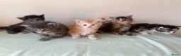 Maine Coon cats for sale: GCCF Maine Coon kittens  - Advert 1
