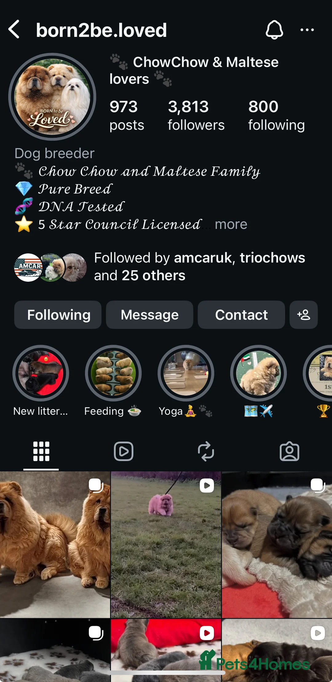 Chow Chow dogs for sale: 🧸🧸Beautiful Chow Chow Puppies🧸🧸 - Advert 4