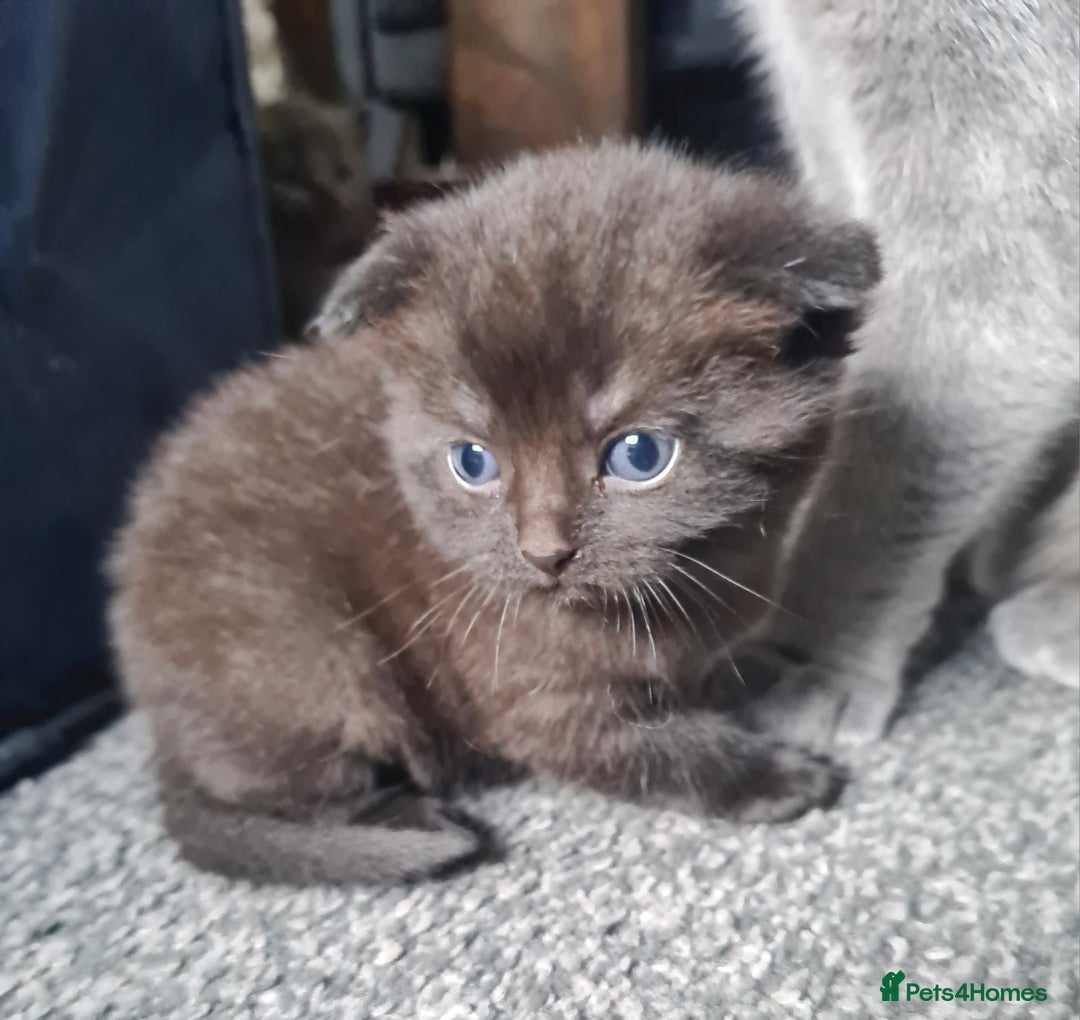 British Shorthair cats for sale: British short hair kittens  - Image 4