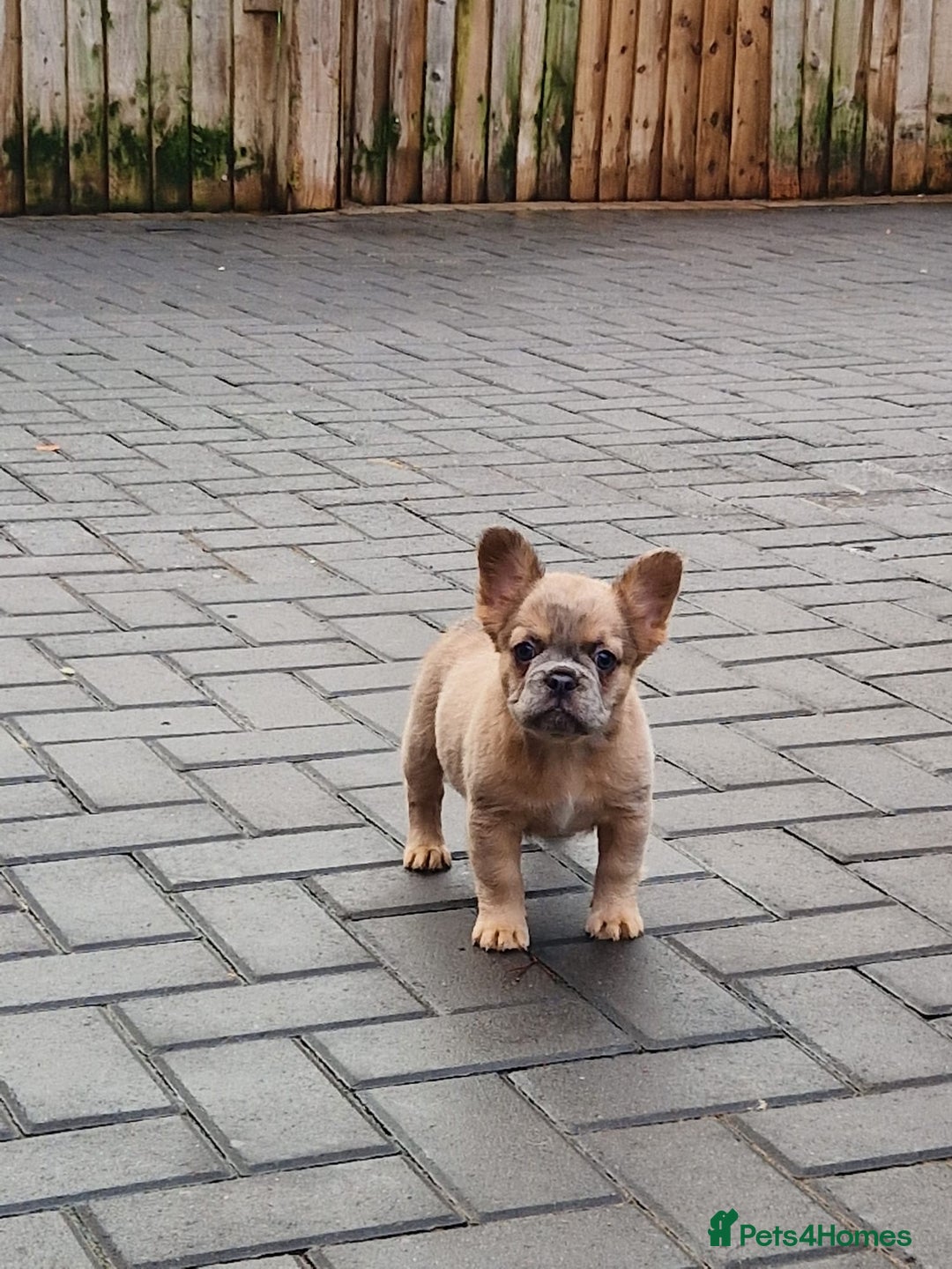 French Bulldog dogs for sale: Fluffy merle female french bulldog  - Advert 7
