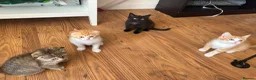 Scottish Fold cats for sale: Scottish Fold /Munchkin kittens - Advert 1