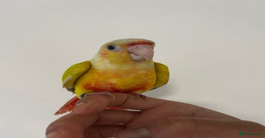 Budgerigars birds - Advert 2