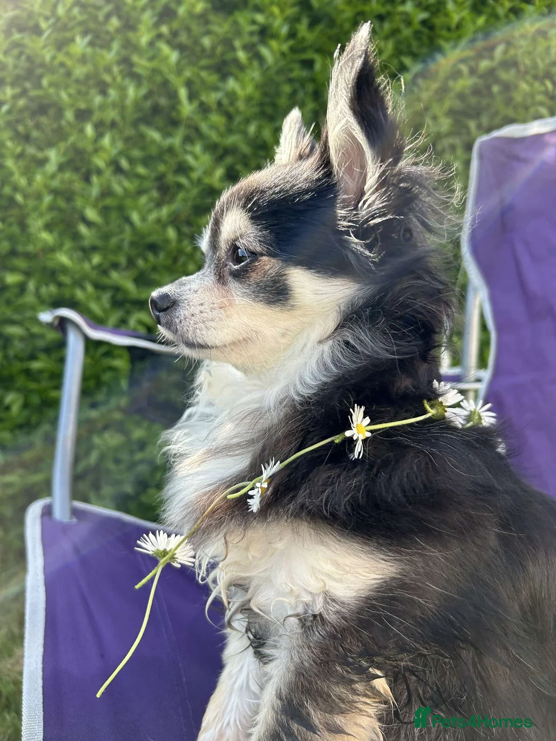 Gallery Image {{count}}