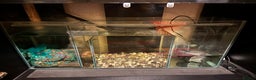 Axolotl reptiles for sale: Axolotl and full set up for sale - Advert 4