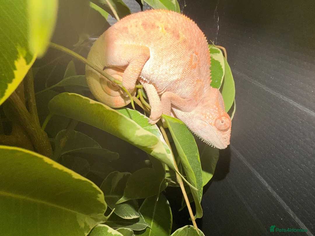 Chameleon reptiles for sale: Baby panther chameleons - Advert 2