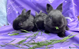 Mixed Breed rabbits for sale: English X New Zealand White babies - Image 4