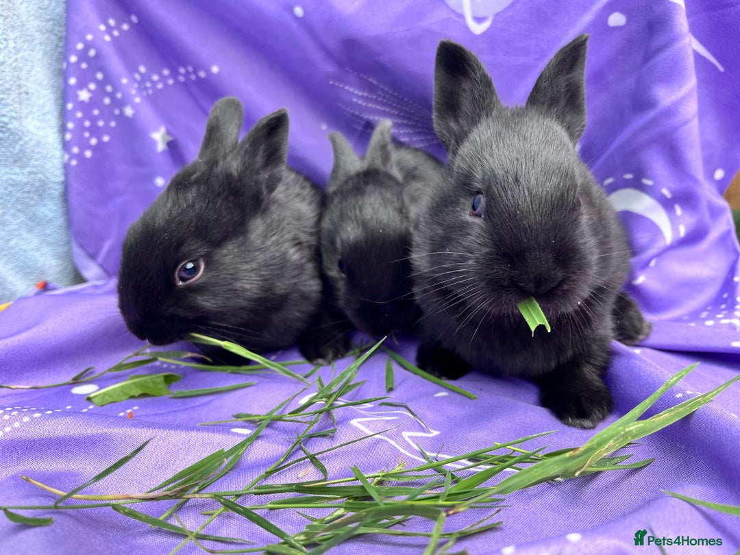 Mixed Breed rabbits for sale: English X New Zealand White babies - Image 4