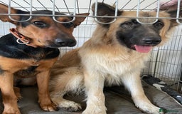 Mixed Breed dogs for sale: Beautiful Inca & handsome Nanuq  - Image 9