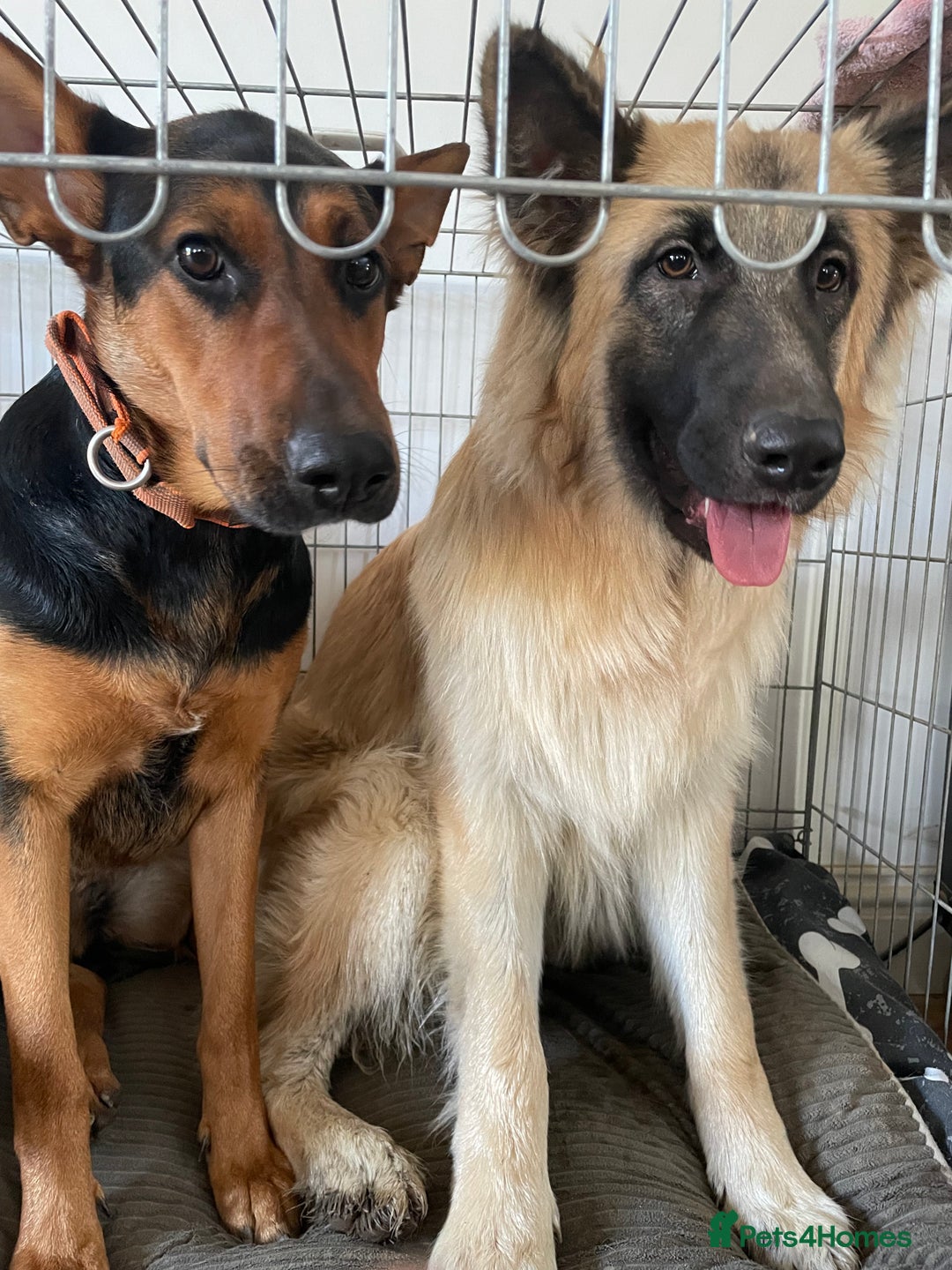 Mixed Breed dogs for sale: Beautiful Inca & handsome Nanuq  - Image 9