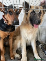 Mixed Breed dogs - Advert 2