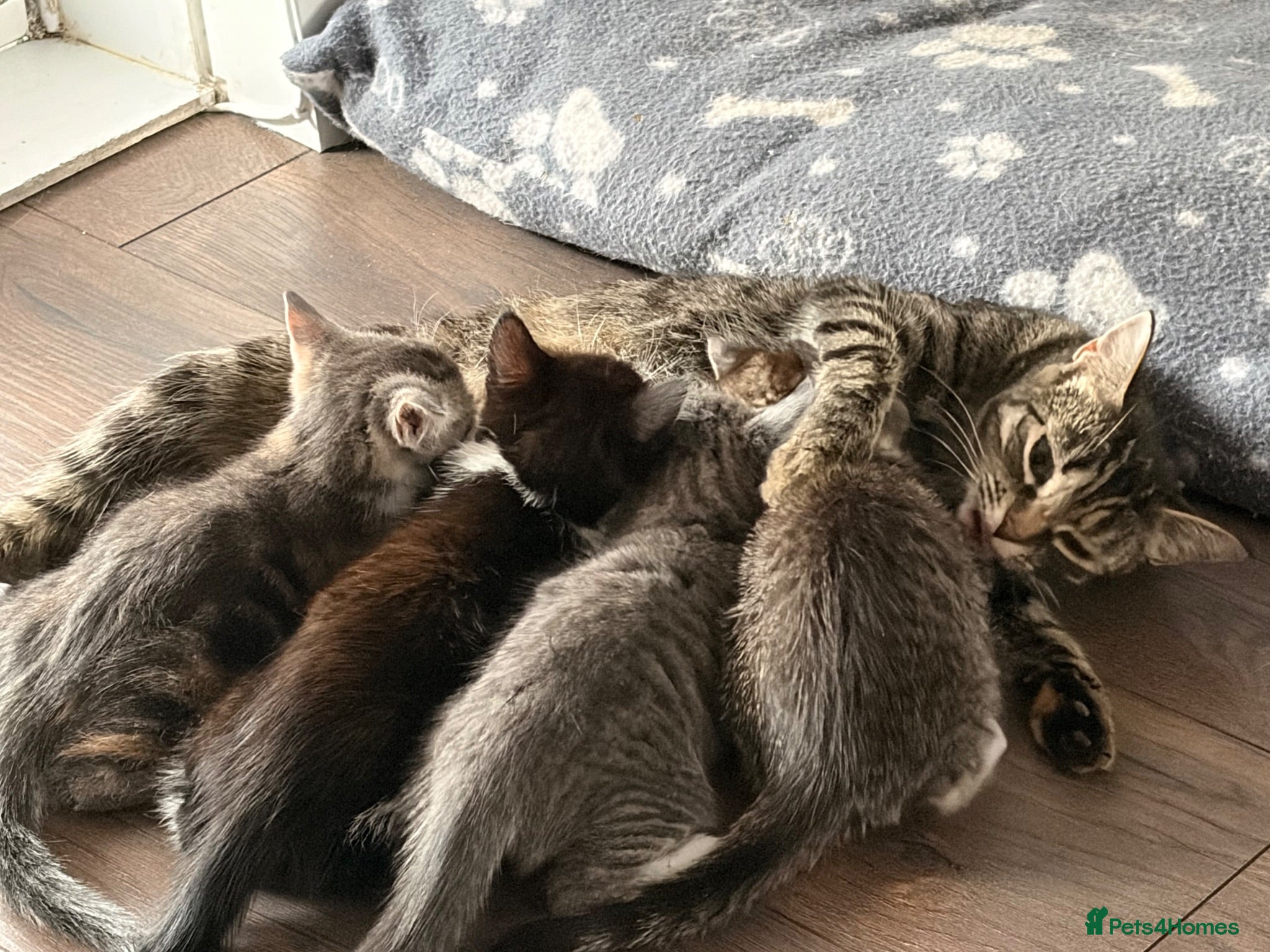 Mixed Breed cats Kittens for sale  - Advert 3
