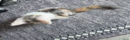 Maine Coon cats for sale: TICA REGISTERED STUNNING KITTENS  - Advert 26