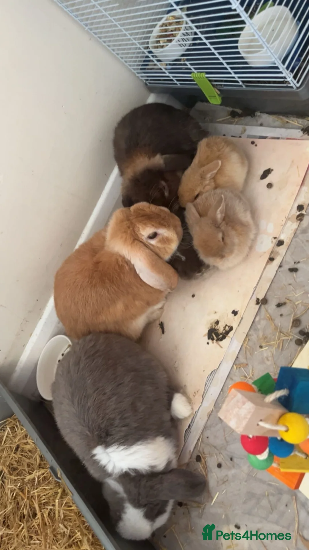 Mini Lop rabbits for sale: These 6 mini lops are in need of a new home - Advert 1