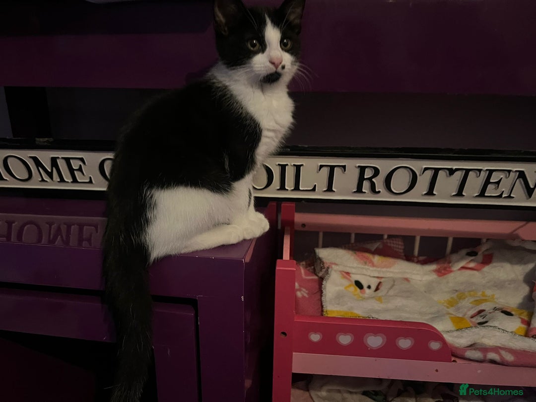 Mixed Breed cats for adoption: Rescue Brothers 6 months need forever home - Image 8