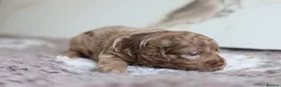 Cavapoo dogs for sale: F1 rare chocolate/choc Merle Cavapoo pups - Advert 15
