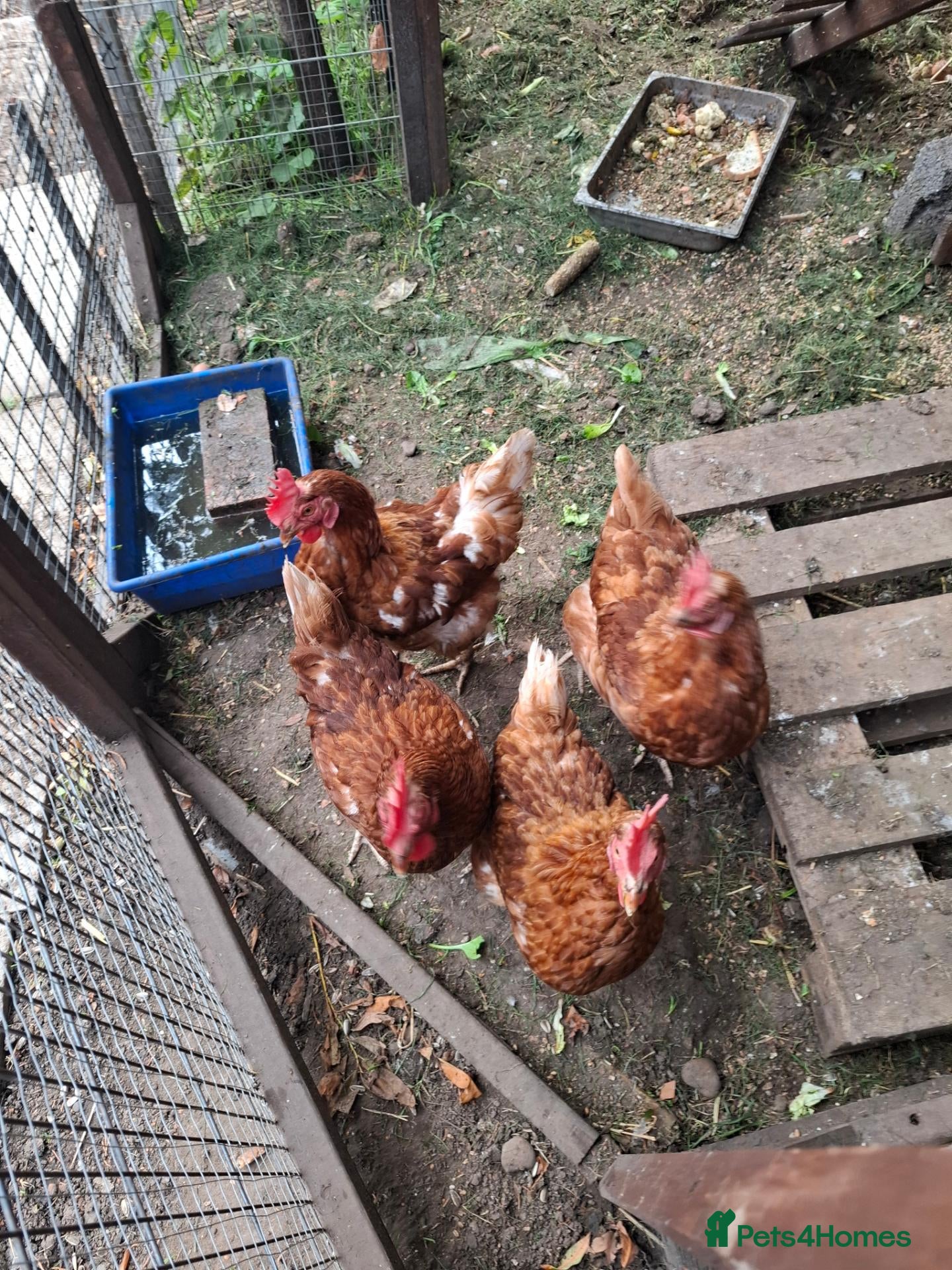 Hens poultry 4 hens - Advert 1