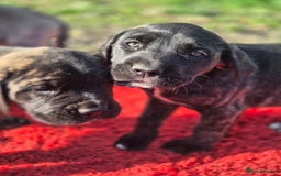 Cane Corso dogs for sale: Class Corsos  - Advert 40