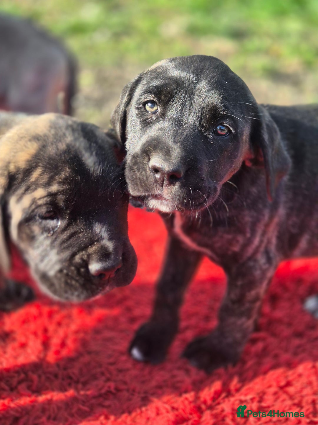 Cane Corso dogs for sale: Class Corsos  - Advert 40
