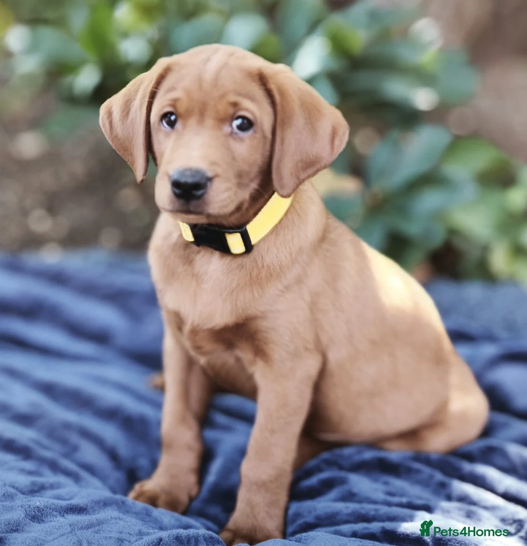 Labrador Retriever dogs for sale: Beautiful Fox Red Boys - Advert 4