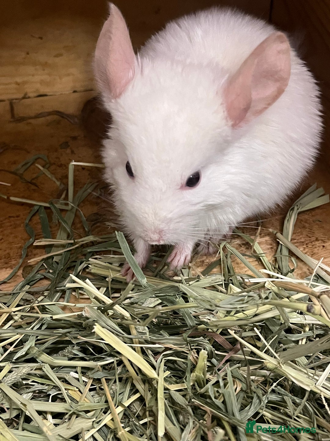 Chinchilla rodents for sale: Chinchilla kits (Dorset) - Image 5