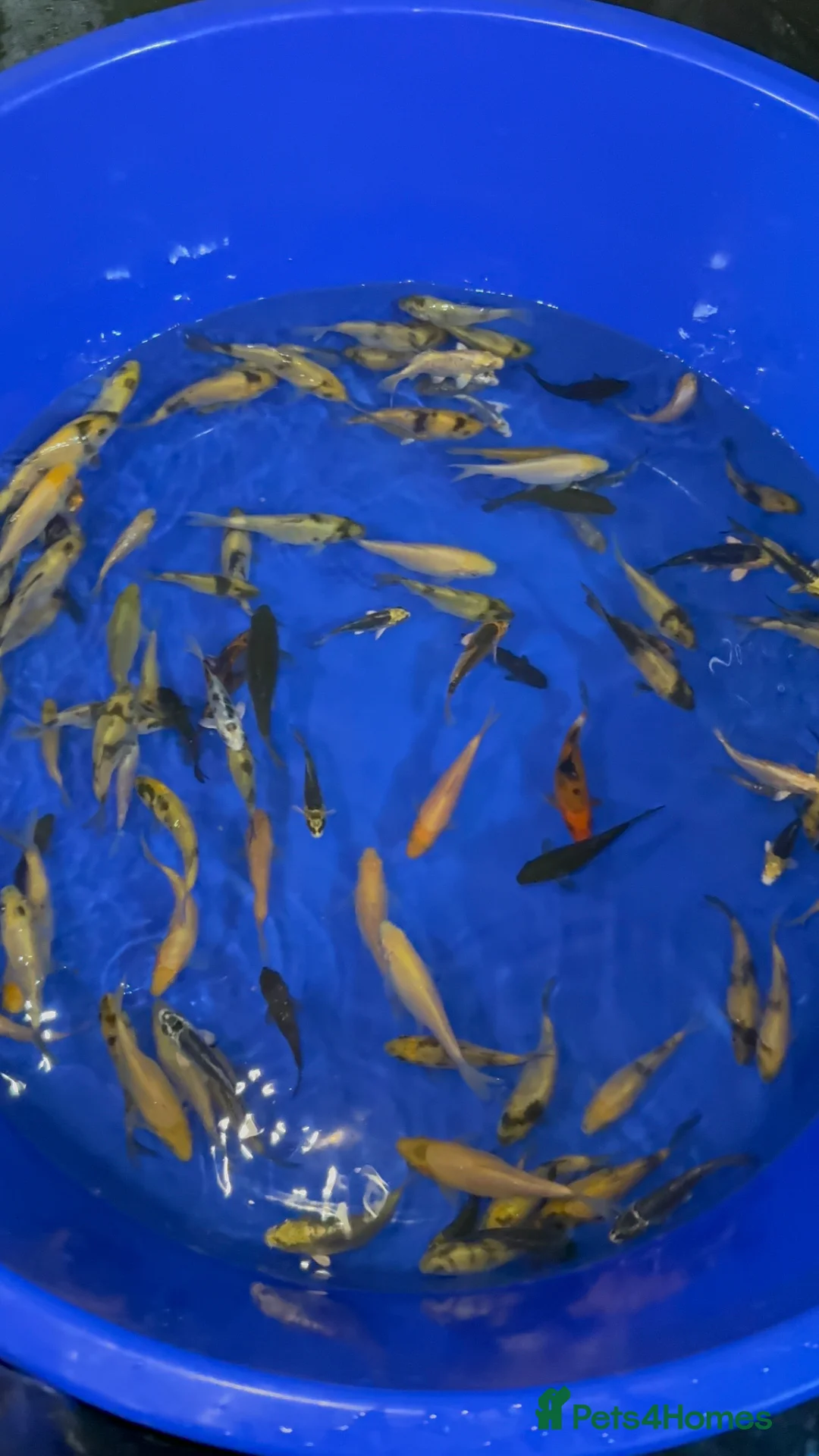 Koi Carp fish for sale: Koi carp tosai - Advert 2