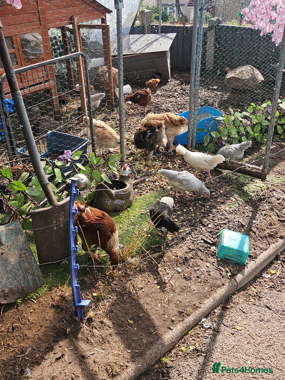 Chickens poultry for sale: Various breeds of chickens  - Image 1