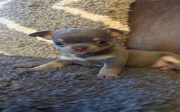 Chihuahua dogs for sale: Small Lilac Chihuahua looking for forever home - Image 10