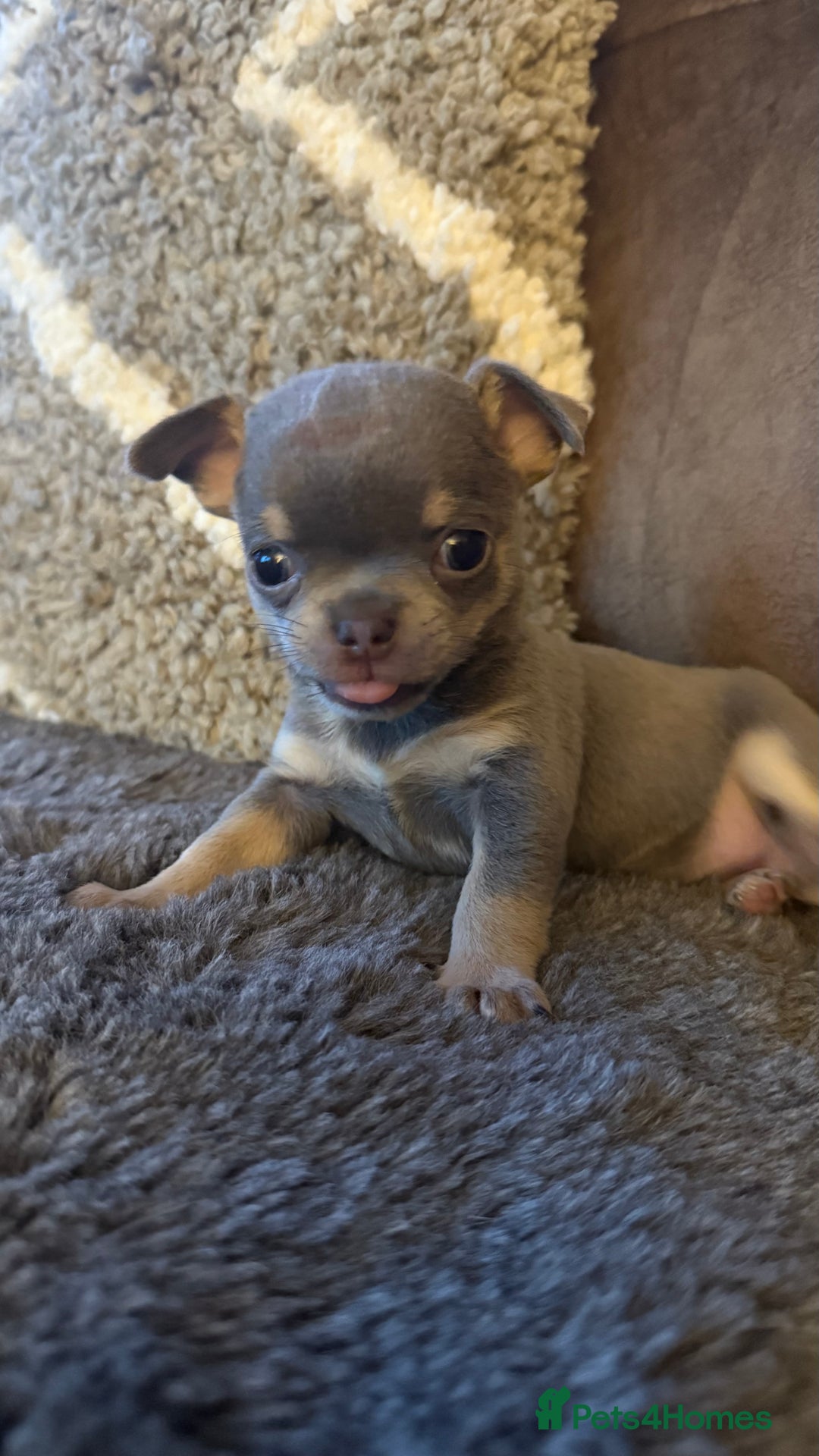 Chihuahua dogs for sale: Small Lilac Chihuahua looking for forever home - Image 10