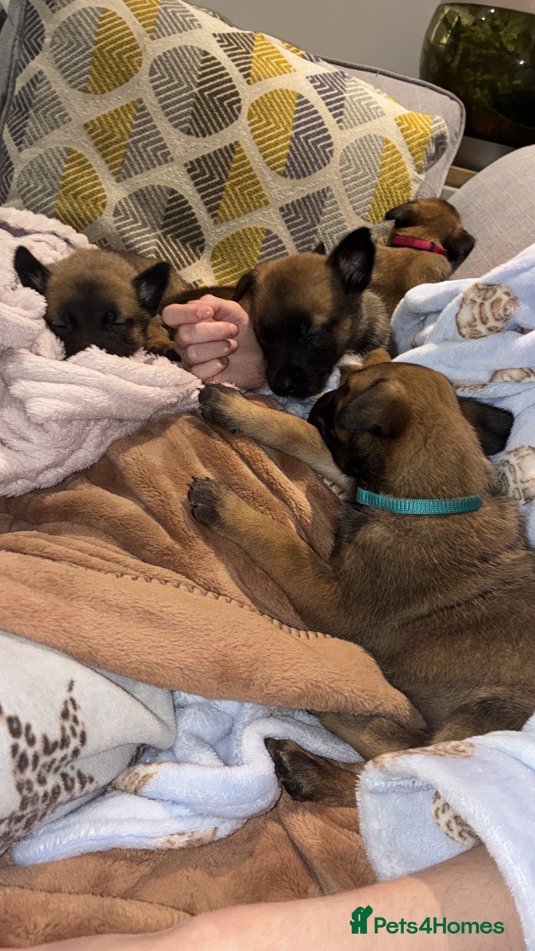 Belgian Shepherd Dog dogs for sale: Trainer realised Malinois , Belgian shepherd  - Advert 2