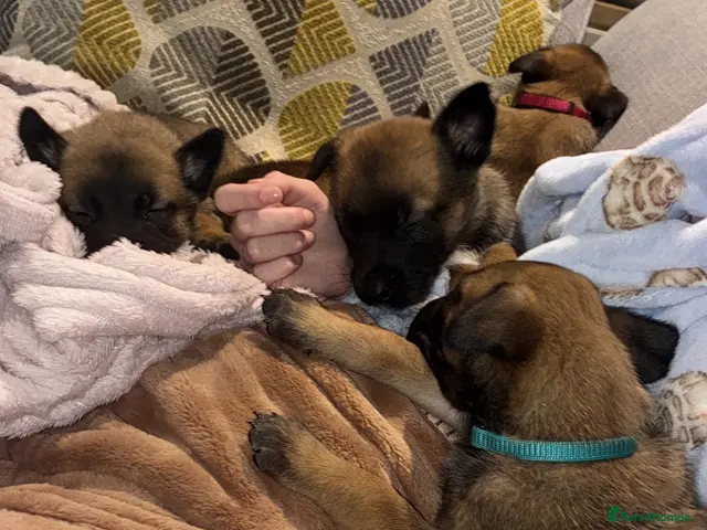 Belgian Shepherd Dog dogs for sale: Trainer realised Malinois , Belgian shepherd - Advert 2