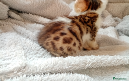 Mixed Breed cats for sale: Lovely Ginger and Rosetted Kittens - Image 9