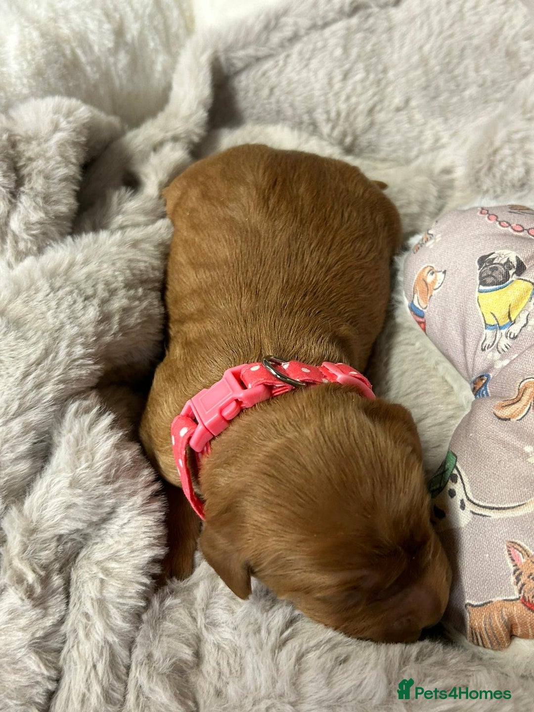 Mini Goldendoodle dogs for sale: Beautiful F1 Miniature Goldendoodle Puppies  - Advert 15