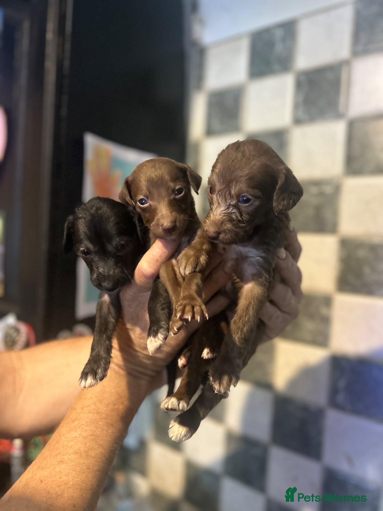 Mixed Breed dogs 11 beautiful bedlington whippet puppies - Advert 1