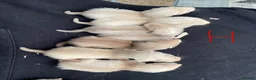 Ferret rodents for sale: Sandy x black self ferrets - Advert 3