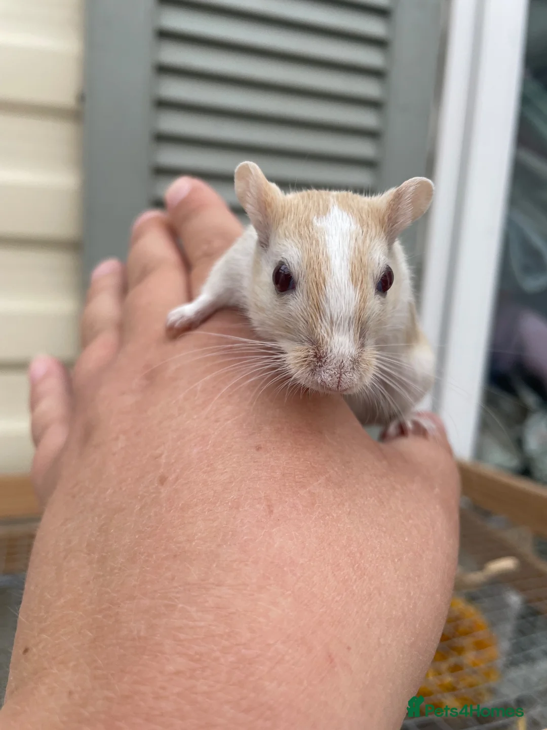 Gerbil rodents for sale: 2 X Gerbil Trio’s  - Advert 1