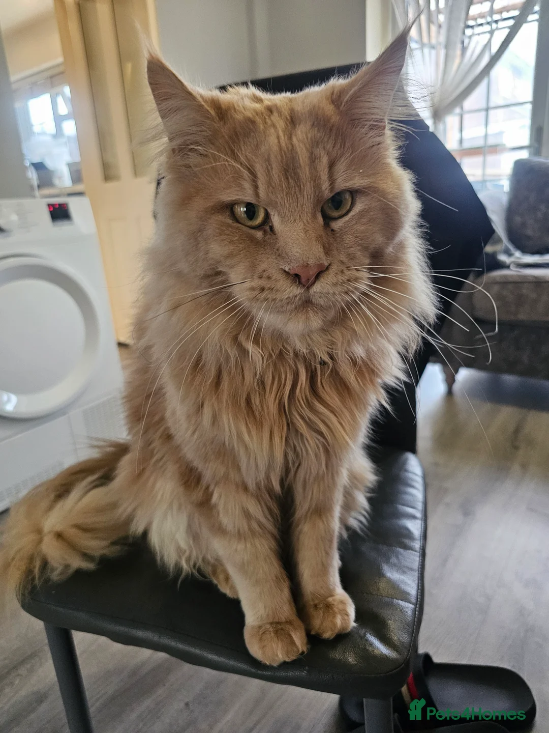 Maine Coon cats for sale: Maine Coon Kittens – Ready After 28th February 🐾 - Advert 7