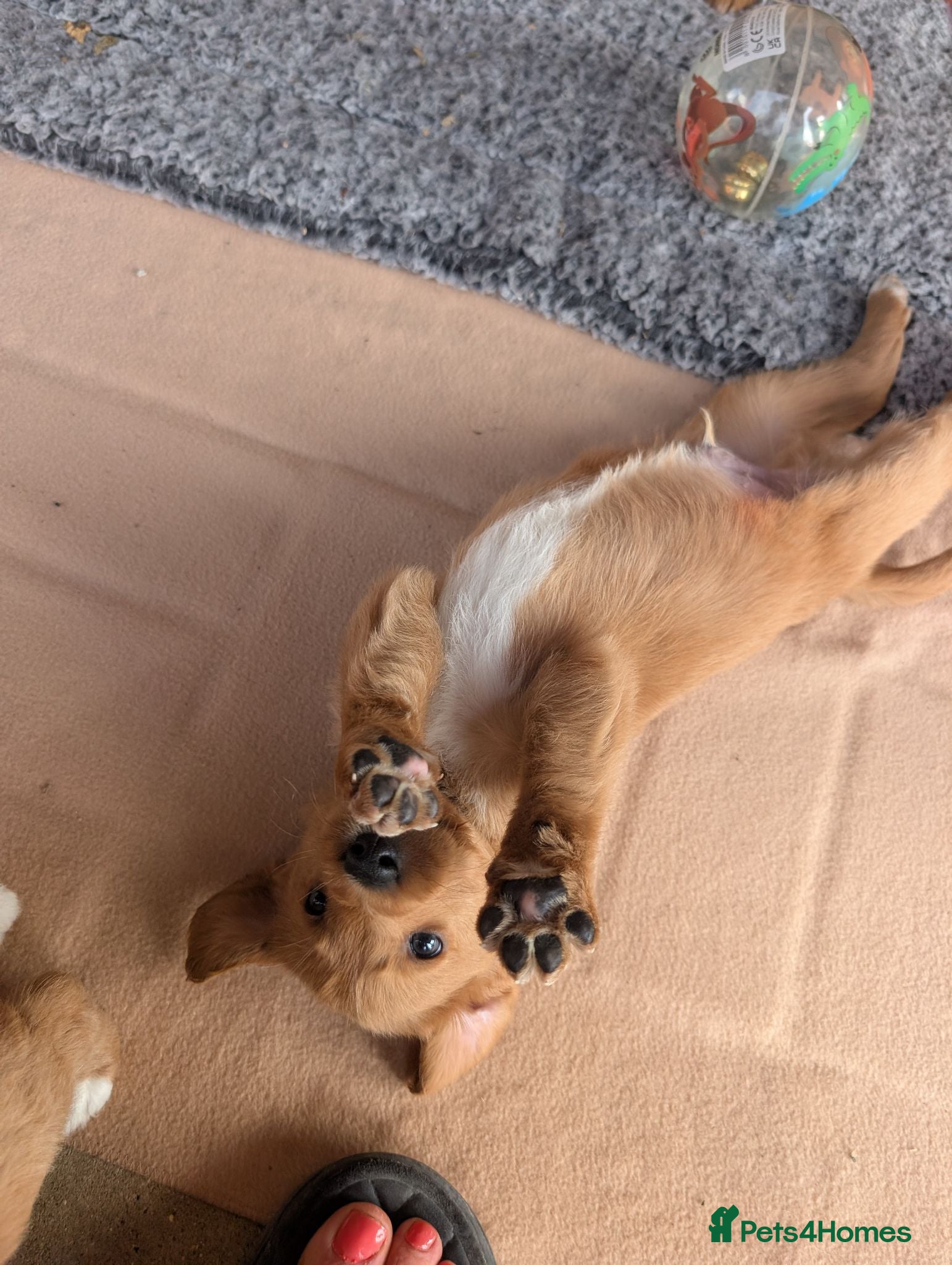 Australian Labradoodle dogs Stunning Red Australian Labradoodle puppies  - Advert 2