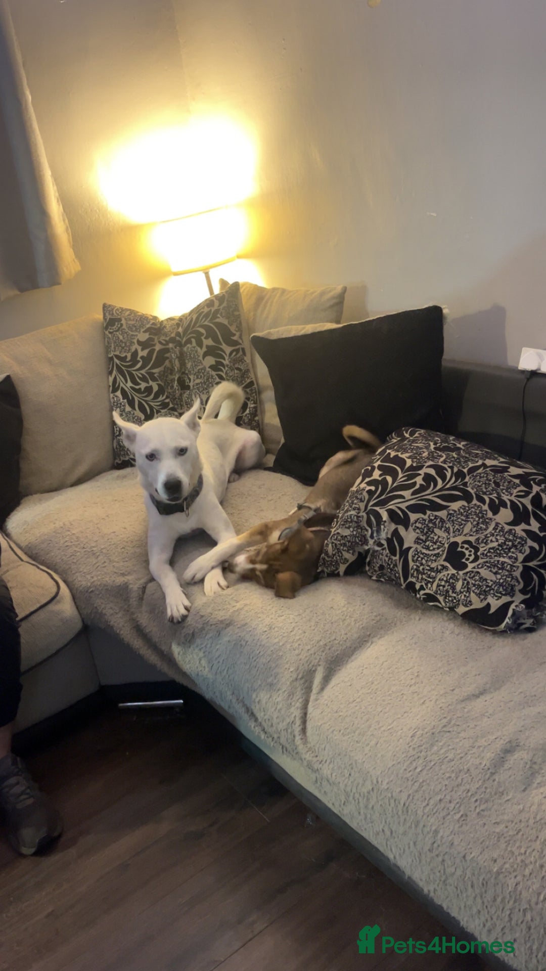 Mixed Breed dogs for sale: Husky cross (named Toffie) - Advert 5