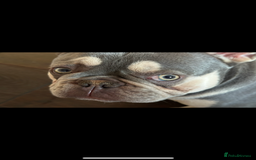 French Bulldog dogs for sale: Adorable 1-Year-Old French Bulldog – KC Registered - Image 8