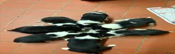 Border Collie dogs for sale: 6 Border Collie Puppies 🐾 - Advert 8