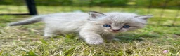 Ragdoll cats for sale: Ready to leave! 1 Blue boy Ragdoll kitten  - Advert 26