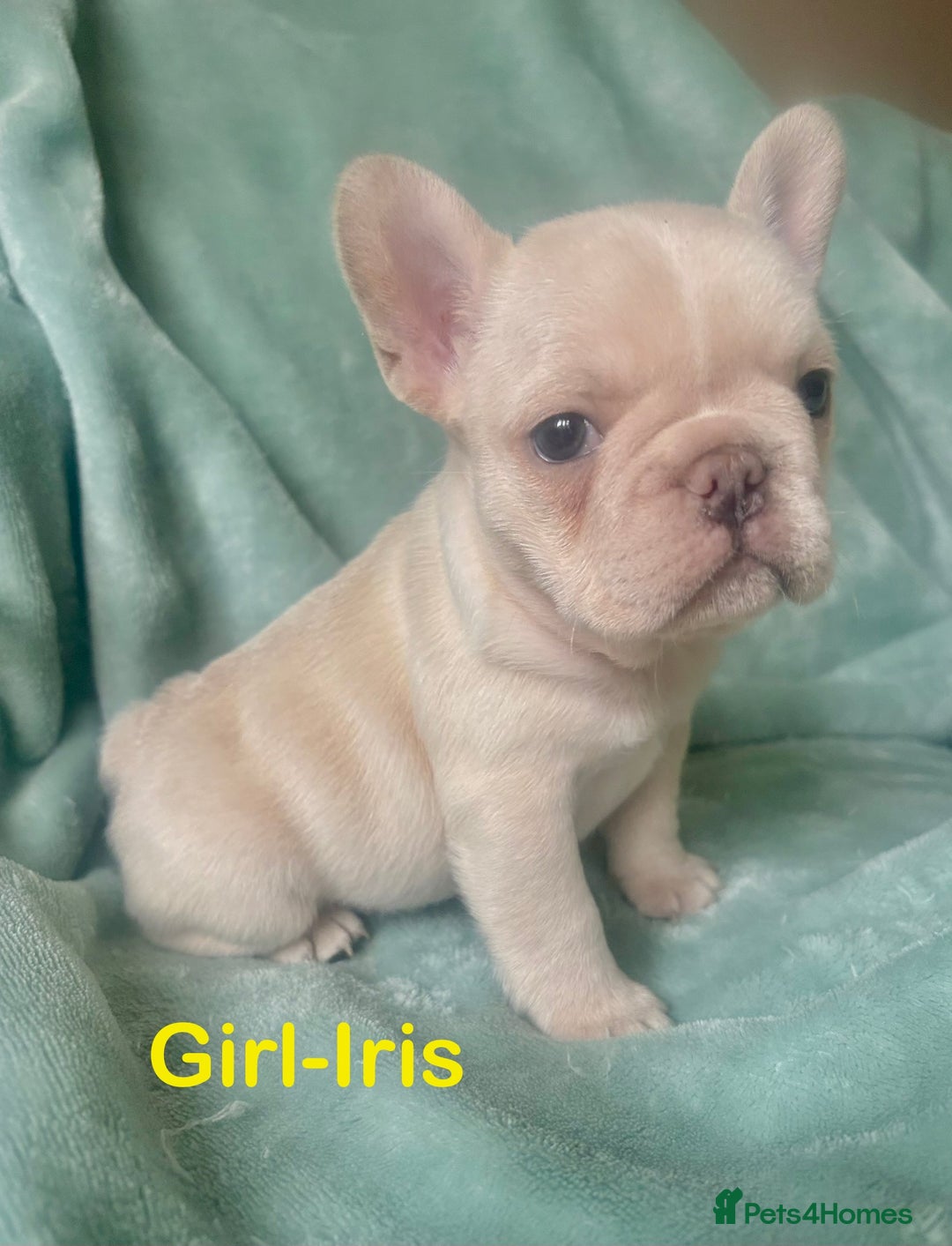 French Bulldog dogs for sale: Only 2 Girls left:French Bull Dog Puppies - Advert 11