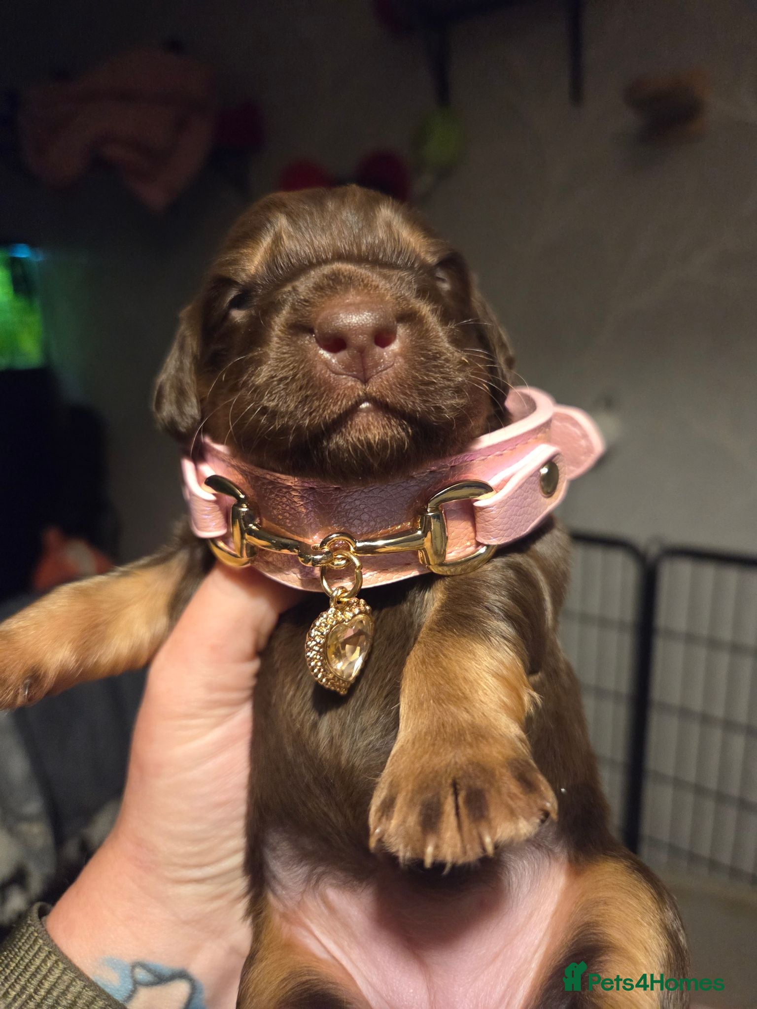 Mixed Breed dogs Field spaniel cross puppies kc Activity registered - Advert 7