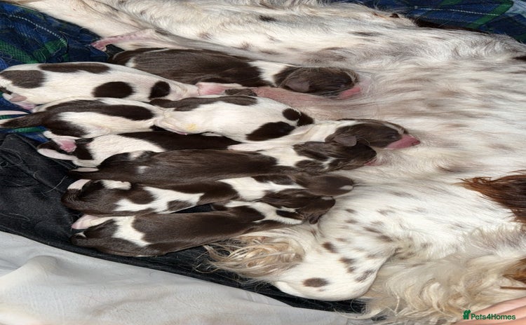 Sprocker dogs - Advert 2