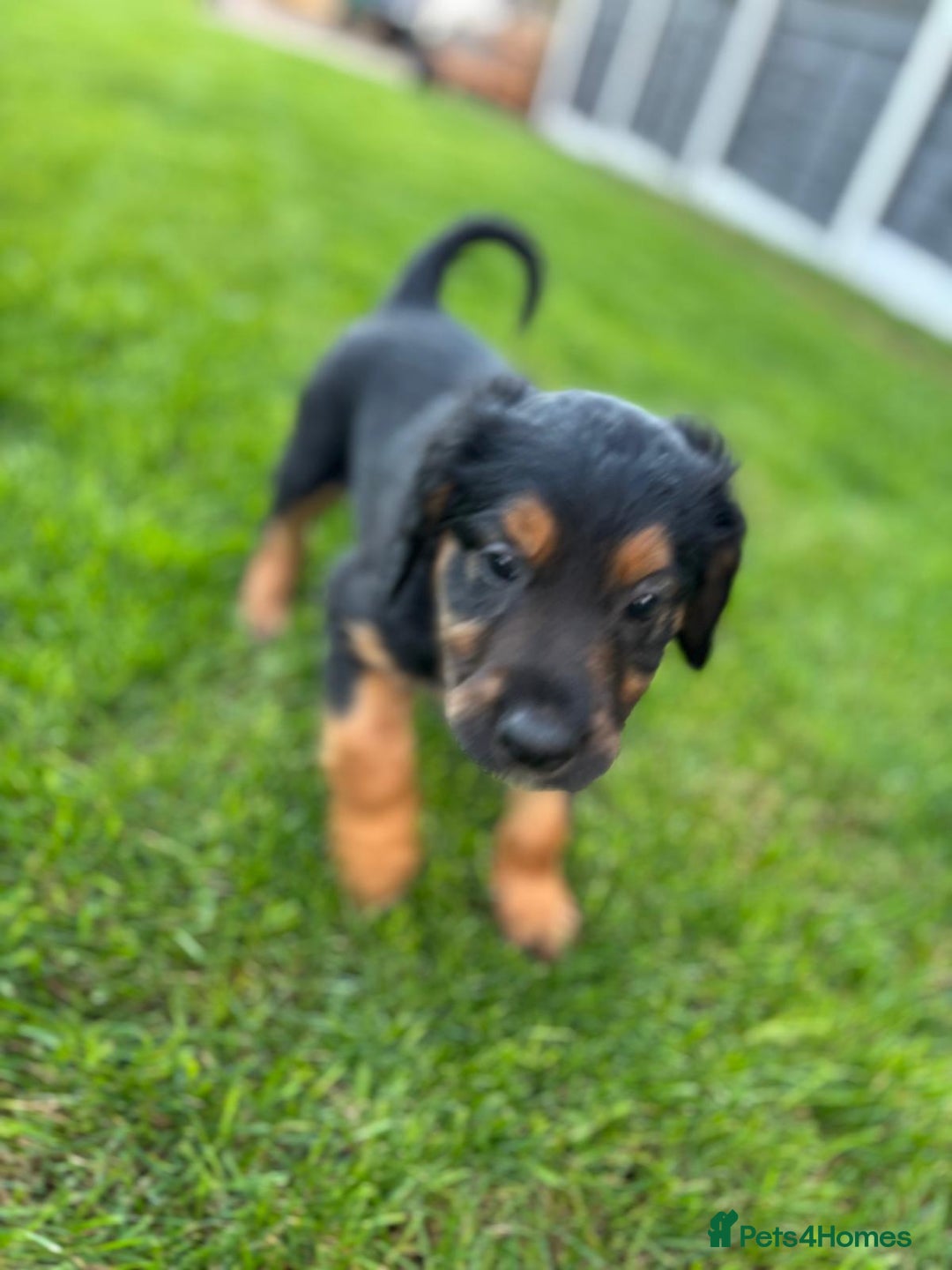 Mixed Breed dogs for sale: Border collie x irish setter pups *READY 3RD SEP* - Image 13