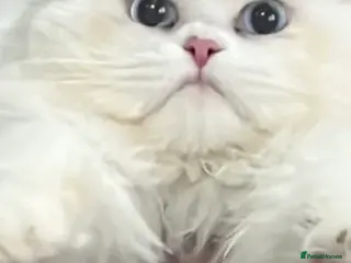 Persian cats Casper purebred for stud duties - Advert 6