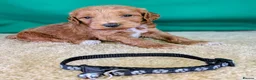 Cockapoo dogs for sale: Your Next Furry Family Member Awaits!  - Advert 3