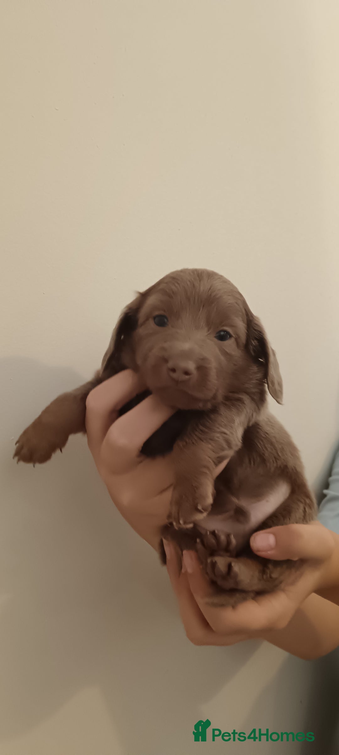 Miniature Dachshund dogs for sale: Stunning Minature Dachshund litter - Image 2