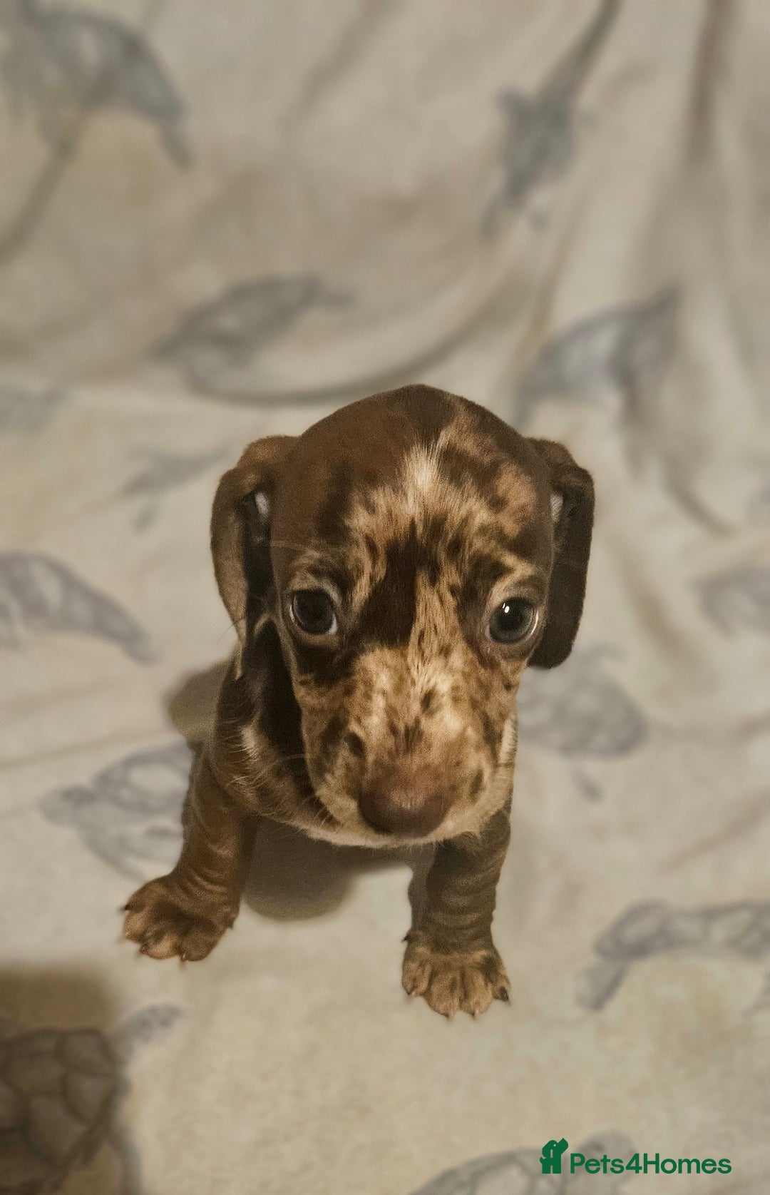 Miniature Dachshund dogs for sale: Adorable miniature dachshund girls - Advert 7